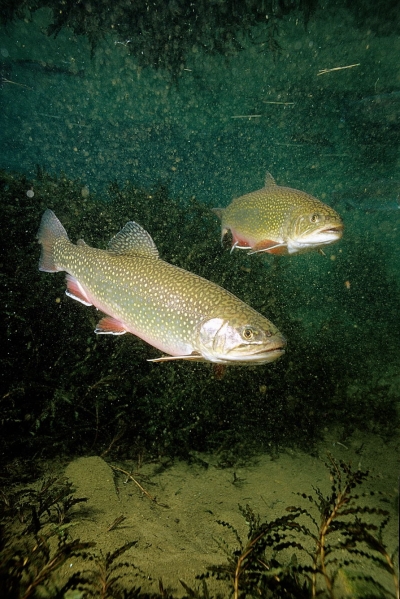 Photo #1731, photographer Eric Engbretson - underwater photography